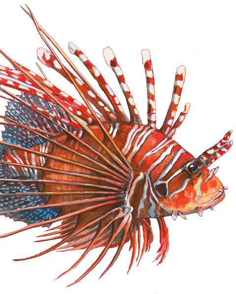 lionfish