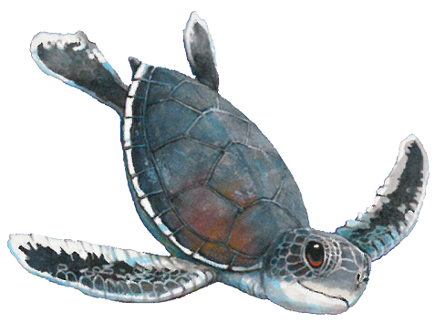 sea turtle