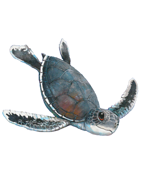 sea turtle